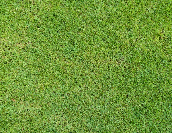 Achtergrond en de textuur van mooi groen gras patroon — Stockfoto