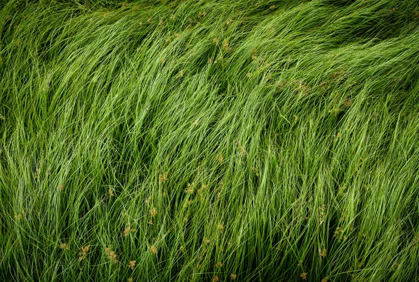 너트 잔디, 자주색 nutsedge, Nutsedge, Cocograss — 스톡 사진