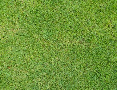 güzel yeşil çim desen