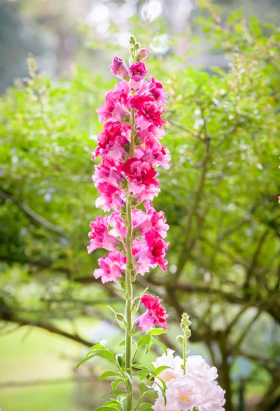 对齐龙朵鲜花，盛开在花园里 — 图库照片