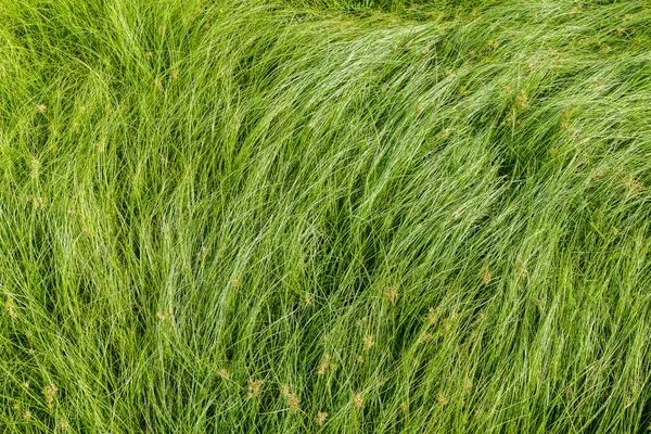 너트 잔디, 자주색 nutsedge, Nutsedge, Cocograss — 스톡 사진