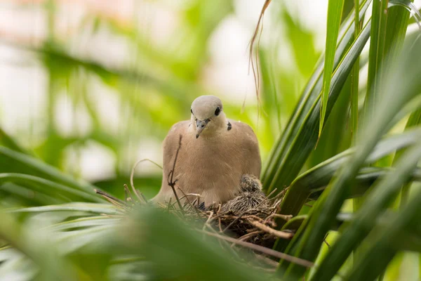 Dove ptak siedzi w gnieździe na palmy — Zdjęcie stockowe