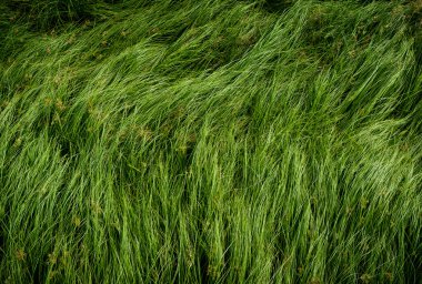 Somun çim, mor nutsedge, Nutsedge, Cocograss