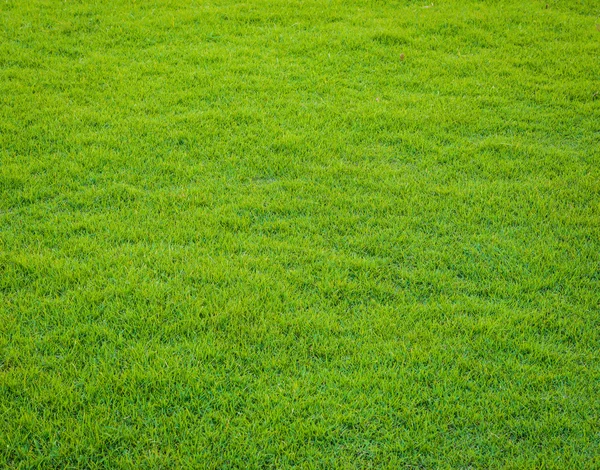 Zelené trávě vzorek od golfového hřiště v západu slunce tim — Stock fotografie