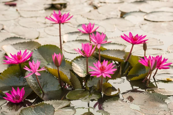 Pink color fresh lotus blossom — Stock Photo, Image