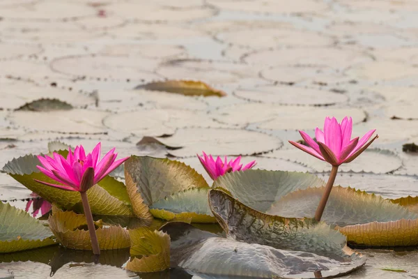 Pink color fresh lotus blossom — Stock Photo, Image