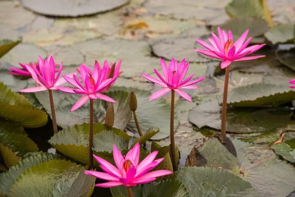 Colore rosa fiore di loto fresco — Foto Stock