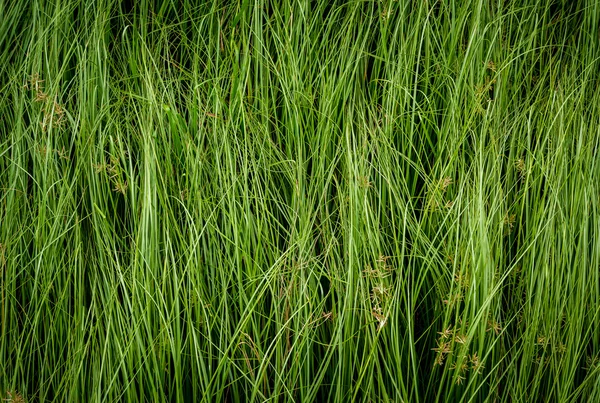 Καρπών με κέλυφος χόρτο, μωβ nutsedge, Nutsedge, Cocograss — Φωτογραφία Αρχείου