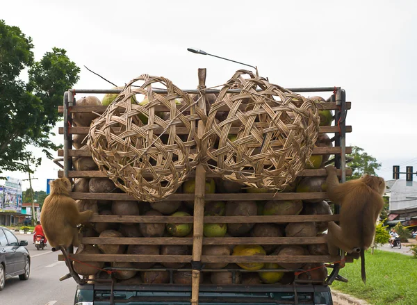 Makak małpa kokosowe siedzieć — Zdjęcie stockowe