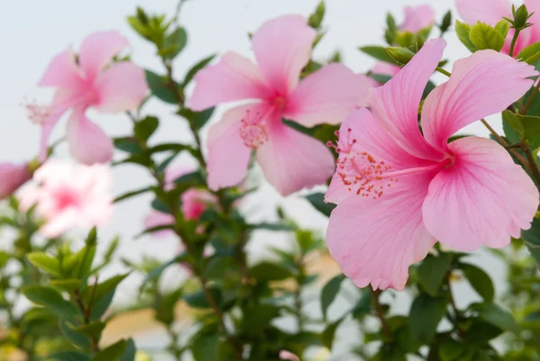 Flor de hibisco rosa na árvore — Fotografia de Stock