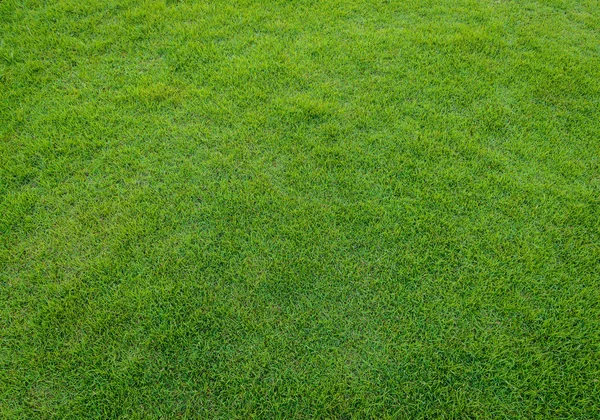 Pozadí a texturu vzorku zelené trávy od golfového hřiště — Stock fotografie