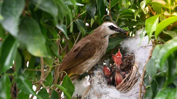 Moderfåglar Som Föder Upp Skottsäkra Fåglar Ett Gula Ventilerade Bulbul — Stockfoto