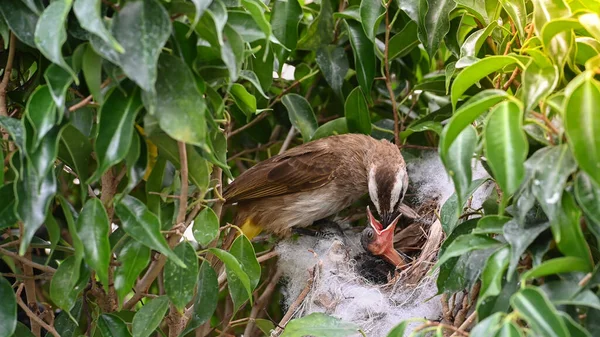 Mother bird feeding bapy birds in a nest of yellow-vented bulbul (Pycnonotus goiavier), or eastern yellow-vented bulbul, is a member of the bulbul family of passerine birds in nature at Thailand