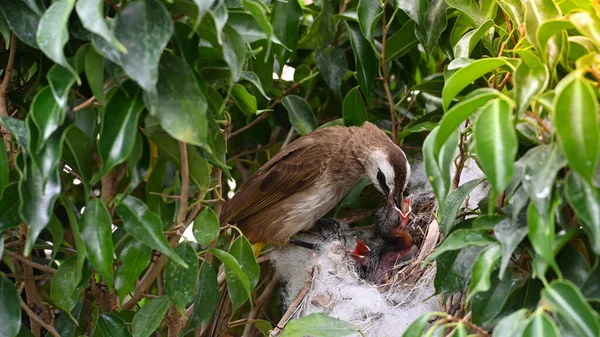 Sarı Delikli Bir Bülbül Pycnonotus Goiavier Yuvasında Vaftizci Kuşları Besleyen — Stok fotoğraf