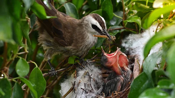 Sarı Delikli Bir Bülbül Pycnonotus Goiavier Yuvasında Vaftizci Kuşları Besleyen — Stok fotoğraf