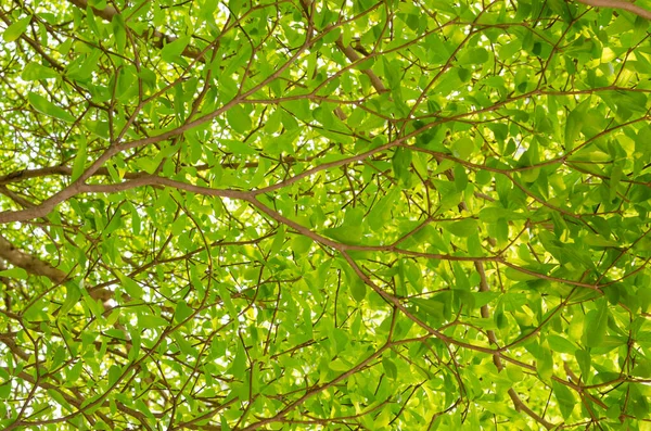 Las Hojas Verdes Naturaleza Sobre Árbol Fondo Blanco Terminalia Ivorensis — Foto de Stock