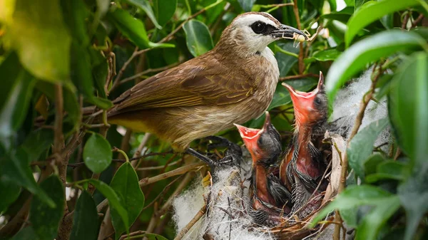Moderfåglar Som Föder Upp Skottsäkra Fåglar Ett Gula Ventilerade Bulbul — Stockfoto