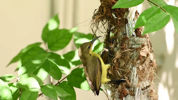 Sunbird Ptáček Hnízdě Thajsku Sluneční Pták Olivovým Hřbetem Sluníčko Žlutobřiché — Stock fotografie