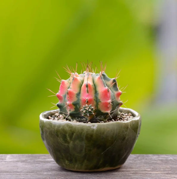 Lophophora Williamsii Kaktusz Vagy Zamatos Díszítő Virágcserép Csíkos Háttér — Stock Fotó