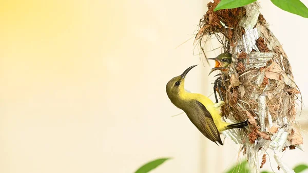 Solfågel Och Fågelunge Ett Thailand Solfågel Med Olivrygg Gulmagad Solfågel — Stockfoto
