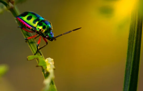 Coloré Scarabée Joyau Coccinelle Dame Verte Sur Feuille Dans Nature — Photo