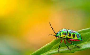 Tayland 'ın doğal arka planında, yeşil böcek, Coccinella septempunctata, Coccinella...