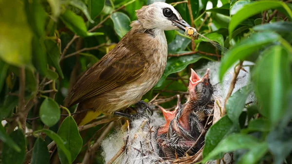 Moderfåglar Som Föder Upp Skottsäkra Fåglar Ett Gula Ventilerade Bulbul — Stockfoto