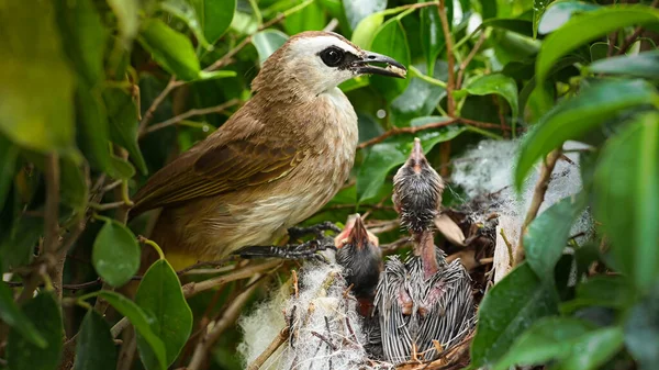 Mother bird feeding bapy birds in a nest of yellow-vented bulbul (Pycnonotus goiavier), or eastern yellow-vented bulbul, is a member of the bulbul family of passerine birds in nature at Thailand