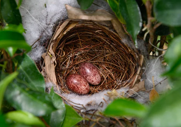 Two Eggs Nest Yellow Vented Bulbul Pycnonotus Goiavier Eastern Yellow — Stock Photo, Image