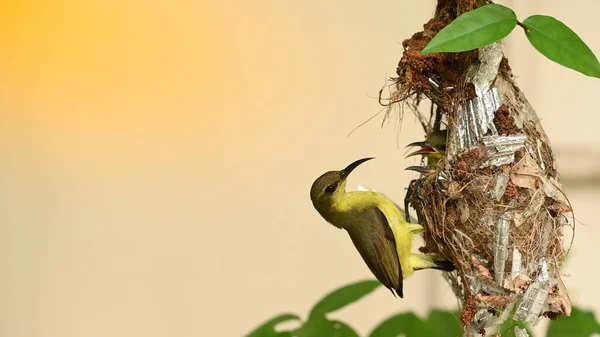 Sunbird Mały Ptaszek Gnieździe Tajlandii Ptak Słoneczny Żółtym Brzuchem Cinnyris — Zdjęcie stockowe