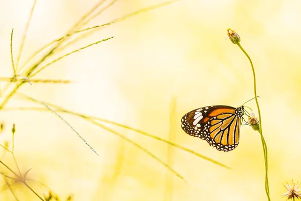 Черный Коричневый Полосатый Бабочка Стоять Цветок Саду Таиланде — стоковое фото
