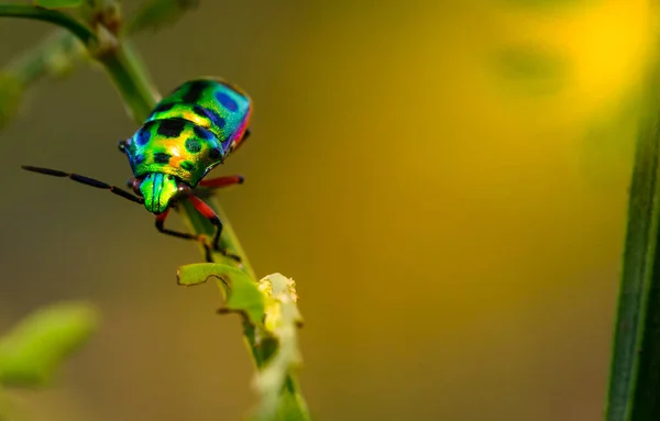 Colorido Jewel Besouro Verde Senhora Bug Folha Natureza Fundo Tailândia — Fotografia de Stock