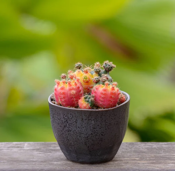 Lophophora Williamsii Kaktus Nebo Sukulenty Strom Dekorativní Květináči Dřevěné Pruhované — Stock fotografie