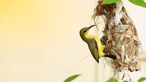 Solfågel Och Fågelunge Ett Thailand Solfågel Med Olivrygg Gulmagad Solfågel — Stockfoto