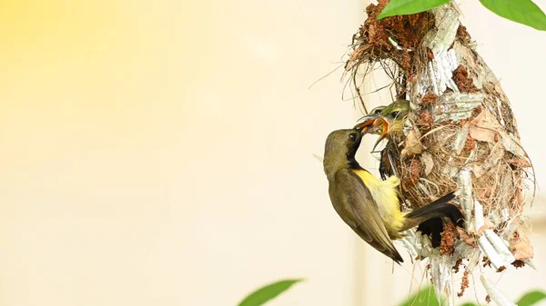 Sunbird Mały Ptaszek Gnieździe Tajlandii Ptak Słoneczny Żółtym Brzuchem Cinnyris — Zdjęcie stockowe