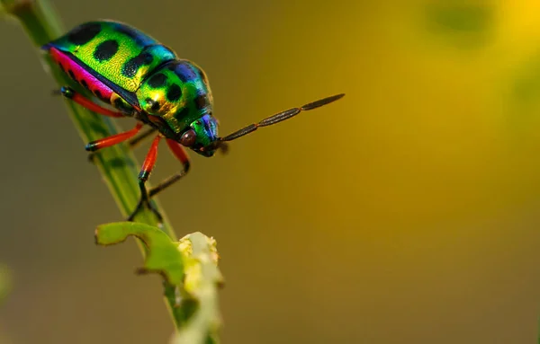 Coloré Scarabée Joyau Coccinelle Dame Verte Sur Feuille Dans Nature — Photo