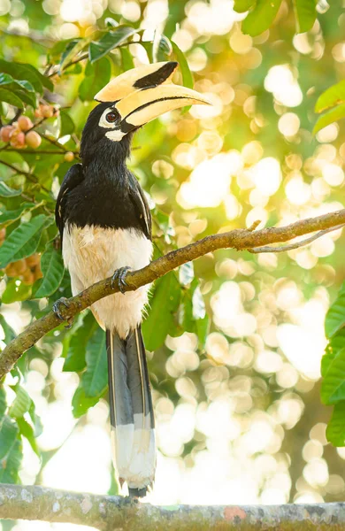 Orientalisk Pied Hornbill Fågel Trappa Grenen Träd Naturen Vid Khao — Stockfoto