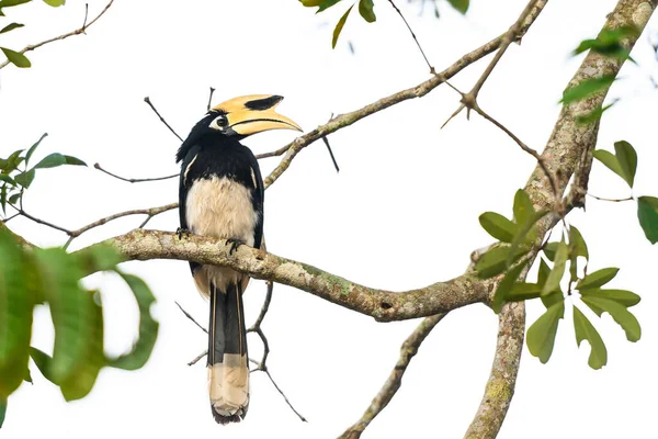 Khao Yai Tayland Anthracoceros Albirostris Doğadaki Ağaç Dalında Boynuzlu Kuş — Stok fotoğraf
