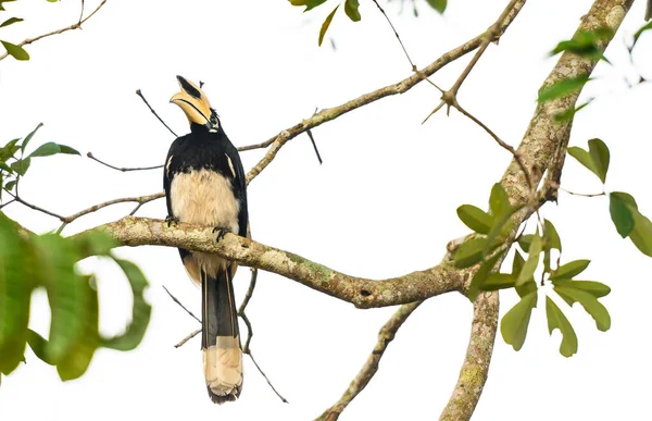 Khao Yai Tayland Anthracoceros Albirostris Doğadaki Ağaç Dalında Boynuzlu Kuş — Stok fotoğraf