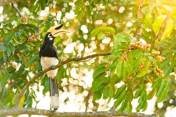 Orientalisk Pied Hornbill Fågel Trappa Grenen Träd Naturen Vid Khao — Stockfoto