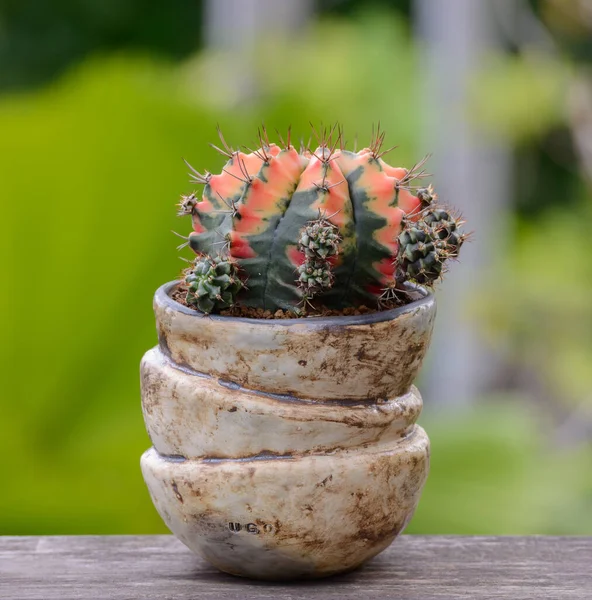 Lophophora Williamsii Kaktus Oder Sukkulentenbaum Dekorativ Blumentopf Auf Holzgestreiftem Hintergrund — Stockfoto