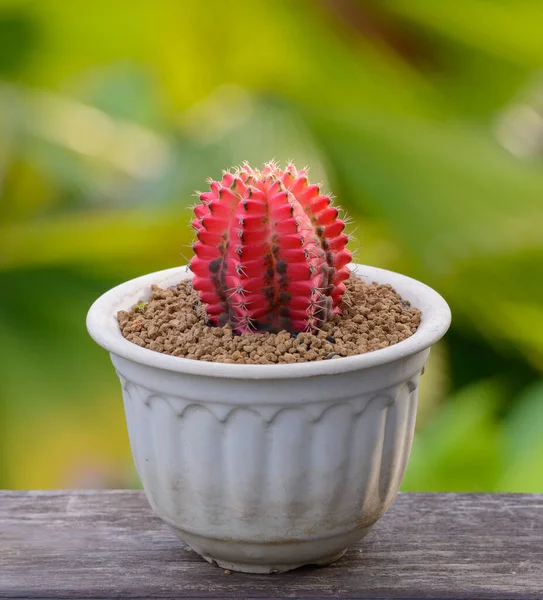 Lophophora Williamsii Cactus Succulents Boom Decoratief Bloempot Hout Gestreepte Achtergrond — Stockfoto