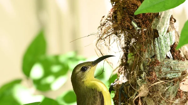 타이에 둥지에 있습니다 Obrey Backed Sunbird Yellow Bellied Sunbird Cinnyris — 스톡 사진