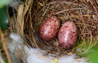 Sarı delikli bir bulbul (Pycnonotus goiavier) ya da doğu sarı delikli bulbul (İngilizce: 