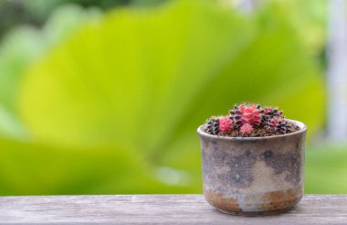 Lophophora williamsii, Kaktüs veya sulu ağaç süslemesi ahşap çizgili arka planda saksıda.