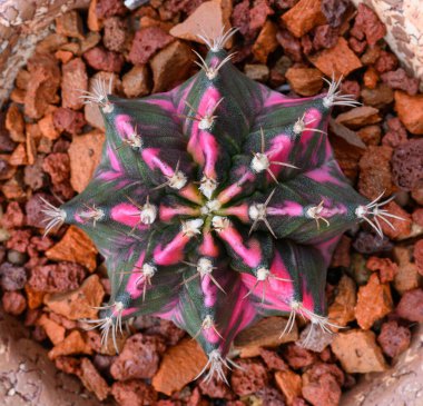 Gymnocalycium mihanovichii, Tayland 'da yetişen bir kaktüs veya sulu ağaç türüdür..