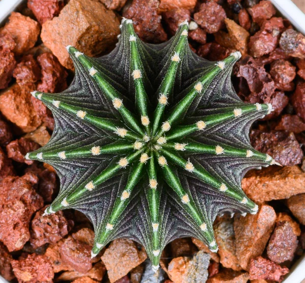 Gymnocalycium Mihanovichii Egy Olyan Típusú Kaktusz Vagy Zamatos Amely Tenyésztett — Stock Fotó