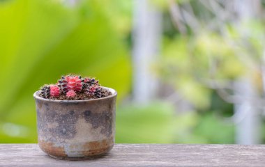 Lophophora williamsii, Kaktüs veya sulu ağaç süslemesi ahşap çizgili arka planda saksıda.