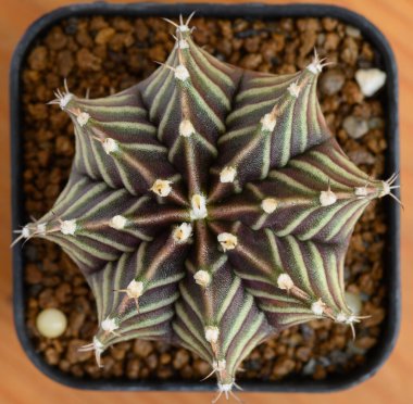 Gymnocalycium mihanovichii, Tayland 'da yetişen bir kaktüs veya sulu ağaç türüdür..
