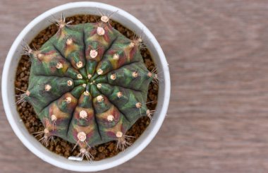 Gymnocalycium mihanovichii, Tayland 'da yetişen bir kaktüs veya sulu ağaç türüdür..